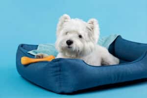 Cama para cachorro