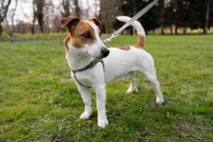 Coleira para cachorro