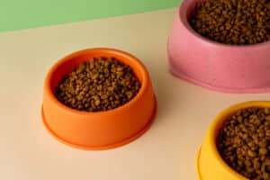 Como escolher comedouro para pet